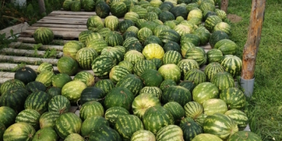Feel free to buy watermelon, watermelon 150 pieces of