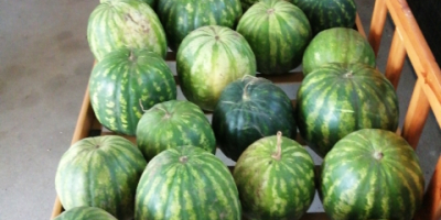 Feel free to buy watermelon, watermelon 150 pieces of