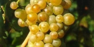 I am selling grapes, my own production from the