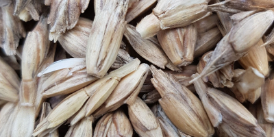 Оркисз пшеница, (у љусци), производња на хуминским ђубривима (органска),