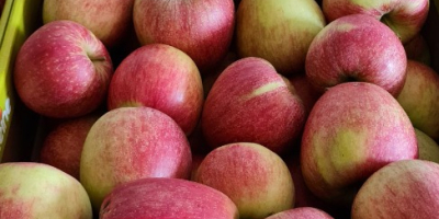 свежие, сладкие и сочные вкусные яблоки прямо из сада