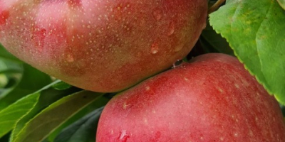 свеже, слатке и сочне укусне јабуке директно из воћњака