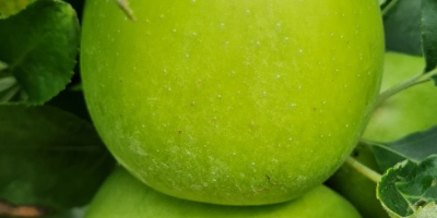 свеже, слатке и сочне укусне јабуке директно из воћњака