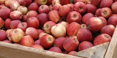 Продам свежесобранные гала-яблоки