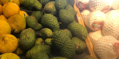 Soursop is a type of fruit that is used