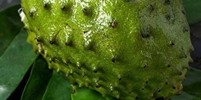 Soursop is a type of fruit that is used