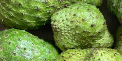 Soursop este un tip de fruct care se folosește