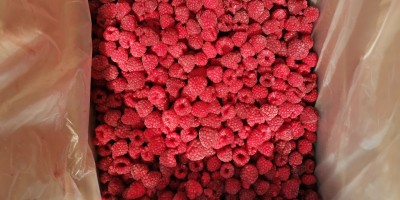 Frozen raspberry from Belarus 2021 Raspberries in boxes of