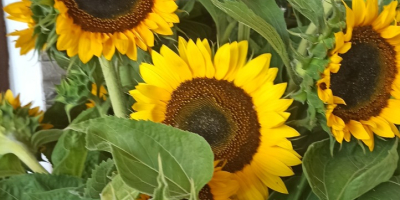 Taiyo ornamental sunflower freshly cut flower for sale