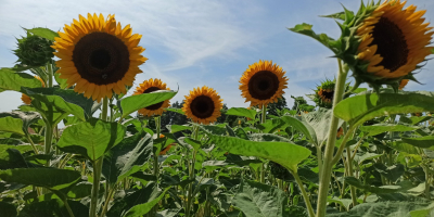 Taiyo ornamental sunflower freshly cut flower for sale