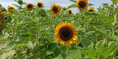 Taiyo ornamental sunflower freshly cut flower for sale