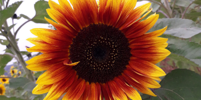 Decorative sunflower for cut flower &#39;Taiyo&#39; (Helianthus Annuus) Hello.