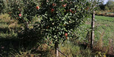 Fruits, with Barcea, Galati county