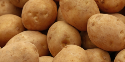 Frische Kartoffeln Frische Ukraine-Kartoffeln. Medine-Kartoffeln sind Kartoffeln von höchster