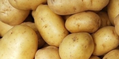 Fresh Potatoes Fresh Ukraine Potatoes. Medine Potatoes are Premium