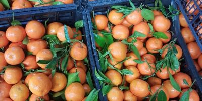 Se vând mandarine Satsumas din soiurile Okitsu și Iwasaki.