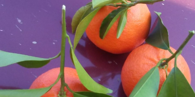 Satsumas mandarins of the Okitsu and Iwasaki varieties are
