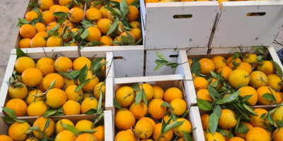 Se vând mandarine Satsumas din soiurile Okitsu și Iwasaki.
