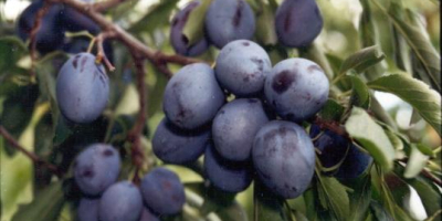 I am selling plums for tuica directly from the