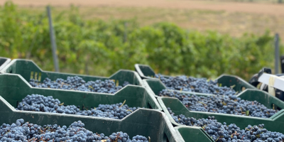 Verkauf von Trauben - Weinsorten - Cabernet Sauvignon, zertifiziert