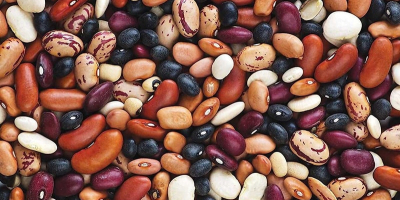 Wholesale beans in stock. Beans from Ukraine Bins Naturproduct