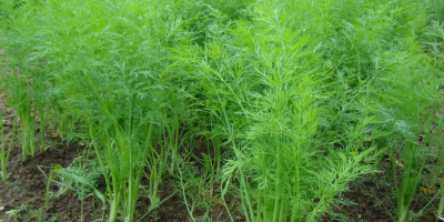 I will sell wholesale quantities of young dill in