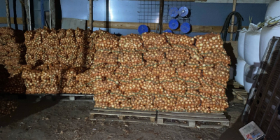 Onion harvest2021