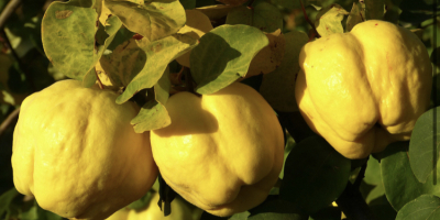 Quince from qrower to sale in big quantity