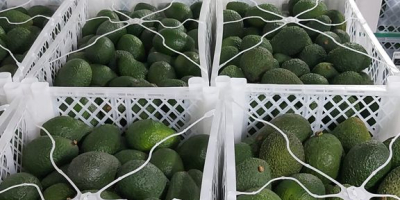 Laverida will sell AVOCADO Hass, Tasty and creamy. Origin