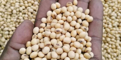 Soya Beans Available. Payment terms TT. Origin: Tanzania Kindly