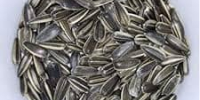 Sunflower Seeds Available. Payment terms TT. Origin: Tanzania Kindly