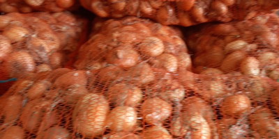 I am selling Stuttgarter Reisen onions hand-picked packed in
