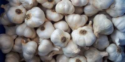 Spring garlic 5+, 6 + mm.