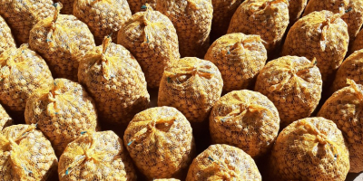 I will sell Cosford and Catalan hazelnuts. Very tasty,
