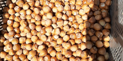 I will sell Cosford and Catalan hazelnuts. Very tasty,