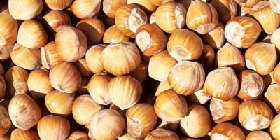 I will sell Cosford and Catalan hazelnuts. Very tasty,