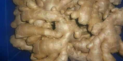 Fresh ginger, great quality