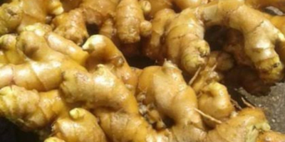 Fresh ginger, great quality