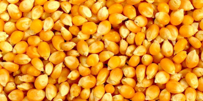Yellow and White Maize available. Payment terms TT. Origin: