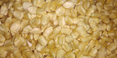 Yellow and White Maize available. Payment terms TT. Origin: