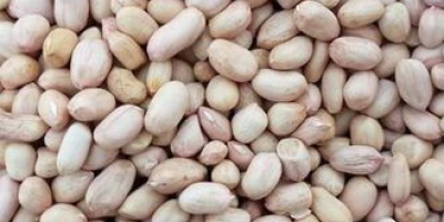 Almond Nuts, Cashew Nuts (Raw And Processed) , Walnuts