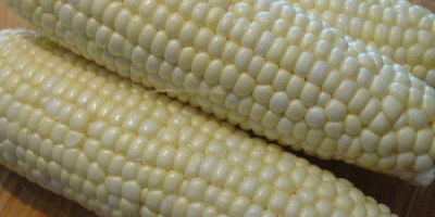 WHITE AND YELLOW CORN, MAIZE WHOLE KERNEL yellow maize