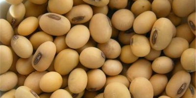 SOYABEANS SEEDS We offer after sales service for our
