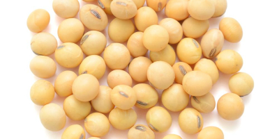 SOYABEANS SEEDS We offer after sales service for our