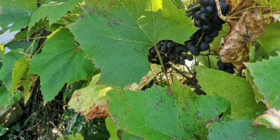 Hello, ecological dark grapes. Price to be agreed, please