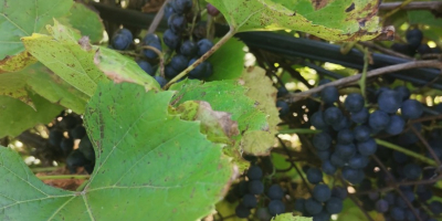 Hello, ecological dark grapes. Price to be agreed, please