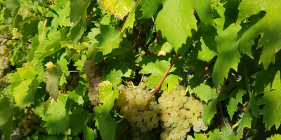 Italian Riesling grapes 2-3 tons. Please message for pickup