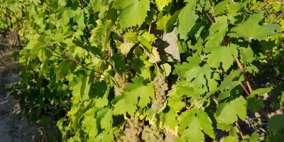 Italian Riesling grapes 2-3 tons. Please message for pickup
