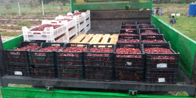 I will sell large-fruited cranberries from my own plantation.