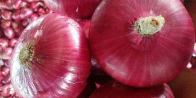 Whether it’s white, red or yellow onions, these pungent